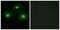 CAMP-Dependent Protein Kinase Inhibitor Alpha antibody, PA5-38638, Invitrogen Antibodies, Immunofluorescence image 
