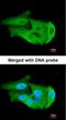 Phosphoglycerate Mutase 2 antibody, orb74172, Biorbyt, Immunofluorescence image 