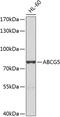 ATP Binding Cassette Subfamily G Member 5 antibody, 23-677, ProSci, Western Blot image 