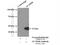 Acyl-CoA Dehydrogenase Short/Branched Chain antibody, 13122-1-AP, Proteintech Group, Immunoprecipitation image 