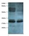 Endoplasmic Reticulum Protein 29 antibody, LS-B12253, Lifespan Biosciences, Western Blot image 