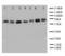 NADPH Oxidase 4 antibody, LS-C313066, Lifespan Biosciences, Western Blot image 