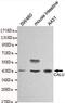 Calumenin antibody, MA5-18318, Invitrogen Antibodies, Western Blot image 