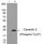 Caveolin 2 antibody, PA5-37507, Invitrogen Antibodies, Western Blot image 