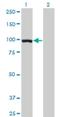 Elongin A antibody, H00006924-M01, Novus Biologicals, Western Blot image 