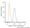 Calponin 1 antibody, NBP2-47712PE, Novus Biologicals, Flow Cytometry image 