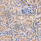 Complement Factor B antibody, A1706, ABclonal Technology, Immunohistochemistry paraffin image 