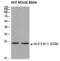Tyrosine 3-Monooxygenase/Tryptophan 5-Monooxygenase Activation Protein Theta antibody, PA5-40283, Invitrogen Antibodies, Western Blot image 