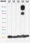 Cytochrome C Oxidase Subunit 5A antibody, ab110262, Abcam, Western Blot image 