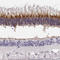 Interphotoreceptor Matrix Proteoglycan 1 antibody, HPA027142, Atlas Antibodies, Immunohistochemistry frozen image 