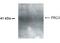 Apoptosis Inducing Factor Mitochondria Associated 2 antibody, NB200-170, Novus Biologicals, Western Blot image 