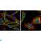 Glycogen Synthase Kinase 3 Beta antibody, LS-C814019, Lifespan Biosciences, Immunofluorescence image 
