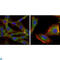 Glycogen Synthase Kinase 3 Beta antibody, LS-C814019, Lifespan Biosciences, Immunofluorescence image 
