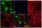 Troponin T1, Slow Skeletal Type antibody, 710635, Invitrogen Antibodies, Immunofluorescence image 