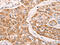 G Protein Subunit Alpha 11 antibody, CSB-PA135485, Cusabio, Immunohistochemistry frozen image 