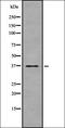 Taste 2 Receptor Member 30 antibody, orb336489, Biorbyt, Western Blot image 