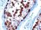 ADAMTS-like protein 2 antibody, orb18647, Biorbyt, Immunohistochemistry paraffin image 