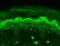 Glutamate Ionotropic Receptor NMDA Type Subunit 2B antibody, 56461, QED Bioscience, Immunohistochemistry paraffin image 