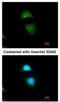 Cytochrome P450 Oxidoreductase antibody, NBP1-32364, Novus Biologicals, Immunofluorescence image 