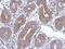 BCL2 Interacting Protein 3 Like antibody, PA5-29385, Invitrogen Antibodies, Immunohistochemistry frozen image 