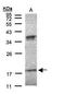 Ifa6 antibody, GTX108423, GeneTex, Western Blot image 