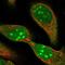 Ribosomal RNA Processing 8 antibody, NBP1-89618, Novus Biologicals, Immunofluorescence image 