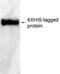 Goat Chicken IgY antibody, HIS-W-1010, Aves Labs, Western Blot image 