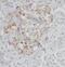 Prolyl 4-Hydroxylase Subunit Alpha 2 antibody, FNab06080, FineTest, Immunohistochemistry frozen image 
