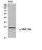 P58753 antibody, A00950Y86, Boster Biological Technology, Western Blot image 