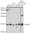 EDB antibody, A13915, ABclonal Technology, Western Blot image 