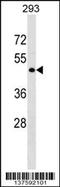 G Protein-Coupled Receptor 78 antibody, 59-302, ProSci, Western Blot image 