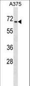 Chromodomain Y Like antibody, LS-C168641, Lifespan Biosciences, Western Blot image 