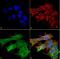 Versican antibody, NBP2-22408, Novus Biologicals, Immunocytochemistry image 