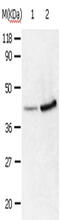 Annexin A2 antibody, CSB-PA980450, Cusabio, Western Blot image 