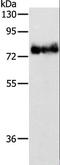 Actin Binding LIM Protein 1 antibody, LS-C401148, Lifespan Biosciences, Western Blot image 