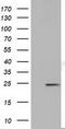 MOB Kinase Activator 3B antibody, TA501502, Origene, Western Blot image 
