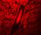 WD Repeat Domain 74 antibody, NBP1-77140, Novus Biologicals, Immunocytochemistry image 