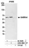 Gamma-Aminobutyric Acid Type A Receptor Alpha4 Subunit antibody, A304-386A, Bethyl Labs, Immunoprecipitation image 