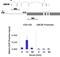 Janus Kinase 1 antibody, 700028, Invitrogen Antibodies, Chromatin Immunoprecipitation image 