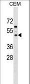 F-Box And Leucine Rich Repeat Protein 8 antibody, LS-C159629, Lifespan Biosciences, Western Blot image 