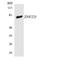 Zinc Finger Protein 225 antibody, LS-C292219, Lifespan Biosciences, Western Blot image 