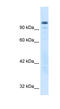 General Transcription Factor IIi antibody, 27-439, ProSci, Western Blot image 