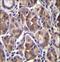 Amelogenin X-Linked antibody, LS-C156308, Lifespan Biosciences, Immunohistochemistry paraffin image 