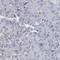 Homeobox And Leucine Zipper Encoding antibody, HPA036316, Atlas Antibodies, Immunohistochemistry frozen image 