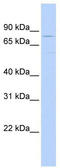 Tripartite Motif Containing 56 antibody, TA345420, Origene, Western Blot image 