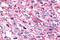 G Protein-Coupled Receptor 35 antibody, GTX12824, GeneTex, Immunohistochemistry paraffin image 