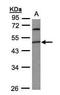 Phosphatidylinositol Glycan Anchor Biosynthesis Class K antibody, PA5-28337, Invitrogen Antibodies, Western Blot image 