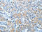 BCL2 Associated Athanogene 3 antibody, CSB-PA056537, Cusabio, Immunohistochemistry frozen image 