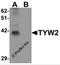 TRNA Methyltransferase 12 Homolog antibody, 6375, ProSci, Western Blot image 