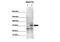 Ras Homolog Family Member T2 antibody, A08801, Boster Biological Technology, Western Blot image 